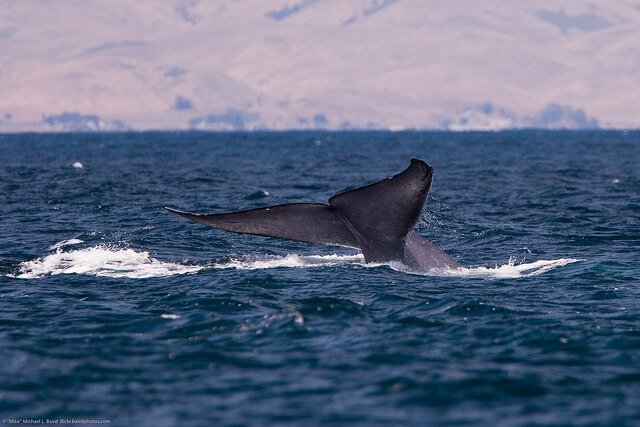 Summer Whale Watch