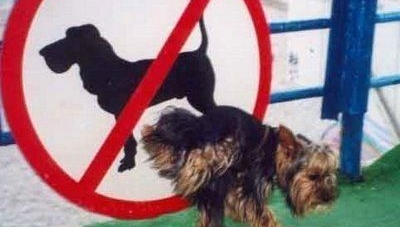 No Dogs in California State Parks