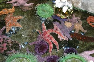 Summer Social: A Summer Networking Opportunity At The Aquarium @ Cabrillo Marine Aquarium | Los Angeles | California | United States
