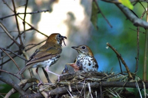 Birding with Wild Birds @ White Point Nature Reserve | Palos Verdes Estates | California | United States