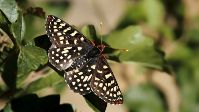 White Point Nature Preserve & Park