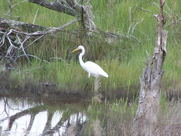 Habitat Restoration