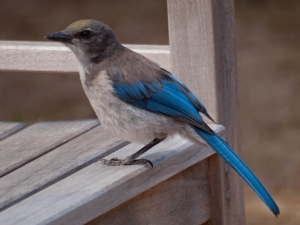 Audubon Bird Walk @ South Coast Botanic Garden | Palos Verdes Peninsula | California | United States