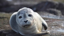 Marine Mammal Care Center at Fort MacArthur
