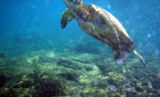 SEA Lab