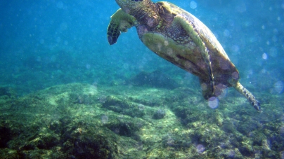 SEA Lab