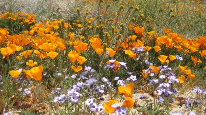 Portuguese Bend Reserve
