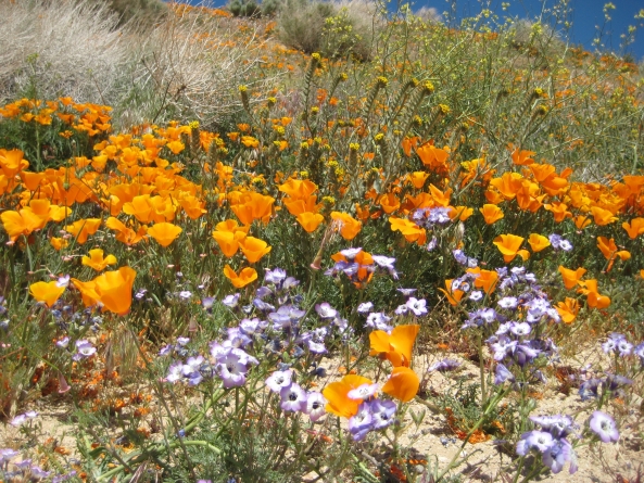 Portuguese Bend Reserve
