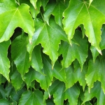 Green Living Tips & Home Improvements