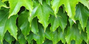 Green Living Tips & Home Improvements