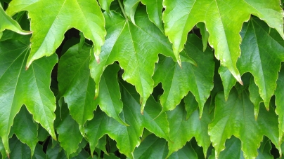 Green Living Tips & Home Improvements