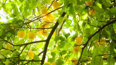Easy Non-Toxic Do-it-Yourself Home Cleaning Tips