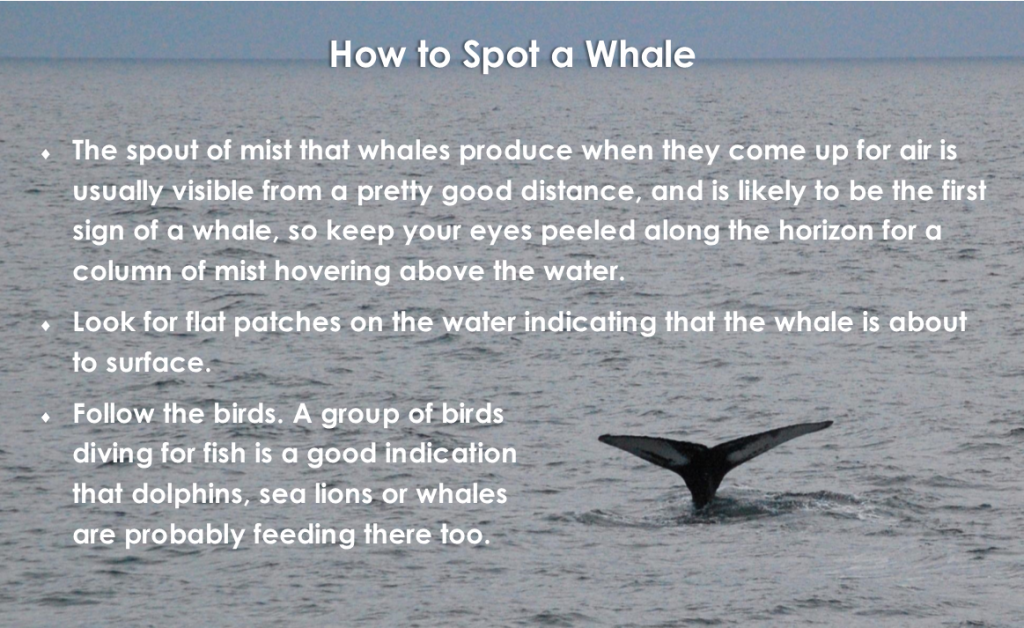 How to Spot a Whale