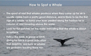 How to Spot a Whale