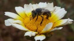 Bee-Friendly Gardening on a Budget