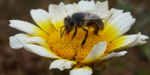 Bee-Friendly Gardening on a Budget