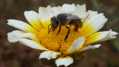 Bee-Friendly Gardening on a Budget