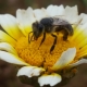 Bee-Friendly Gardening on a Budget