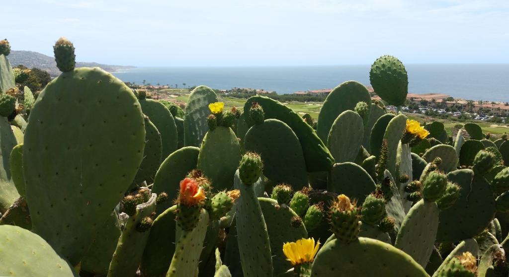 Nature Walk @ Alta Vicente Reserve | Rancho Palos Verdes | California | United States