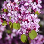 10 Drought Tolerant California Native Plants