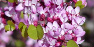 10 Drought Tolerant California Native Plants