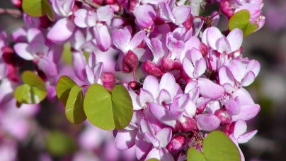10 Drought Tolerant California Native Plants
