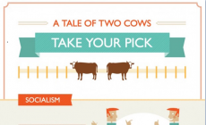 A Tale of Two Cows