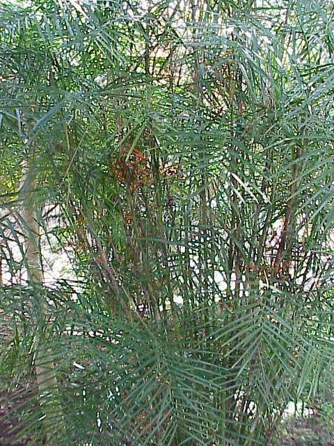 Bamboo Palm Chamaedorea seifrizii