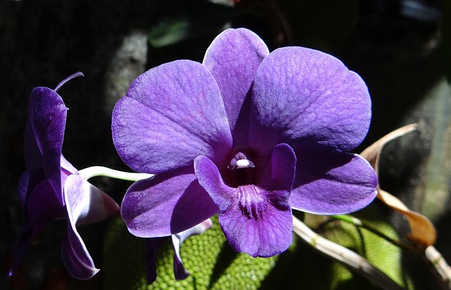 Dendrobium