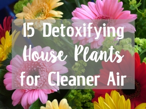 Detoxifying Plants