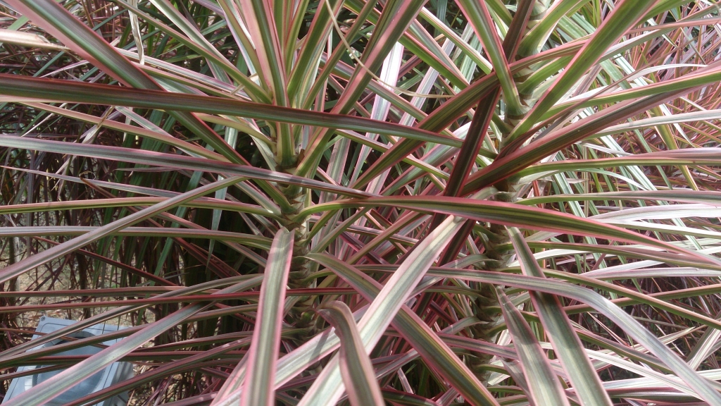 Dracaena