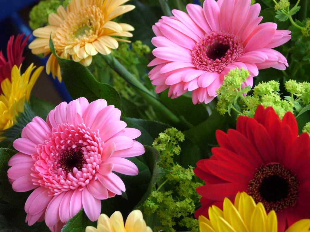 Gerbera