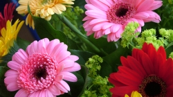 15 Detoxifying House Plants for Cleaner Air