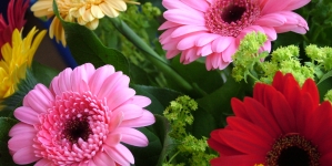 15 Detoxifying House Plants for Cleaner Air