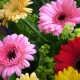 15 Detoxifying House Plants for Cleaner Air