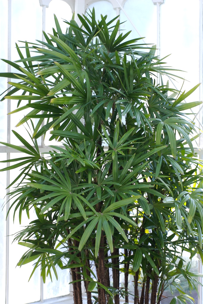 Species from China Common name: Lady Palm Photographed at the Conservatory of Flowers
