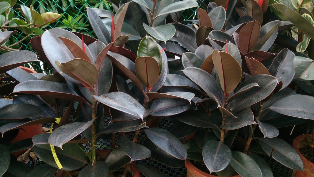 Rubber Plant (Ficus elastica)