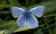 Palos Verdes Blue Butterfly
