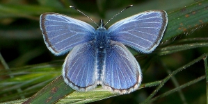Palos Verdes Blue Butterfly