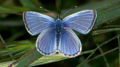 Palos Verdes Blue Butterfly