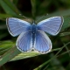 Palos Verdes Blue Butterfly