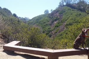 Family Volunteer Activity @ George F Canyon | Rolling Hills Estates | California | United States