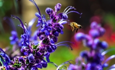 Attracting Beneficial Bees to Your Garden