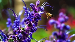 Attracting Beneficial Bees to Your Garden