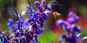 Attracting Beneficial Bees to Your Garden