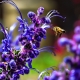 Attracting Beneficial Bees to Your Garden