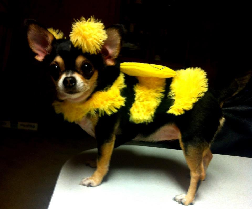Bee Chihuahua