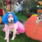 Halloween Pet Safety Tips