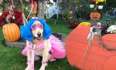 Halloween Pet Safety Tips