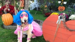 Halloween Pet Safety Tips